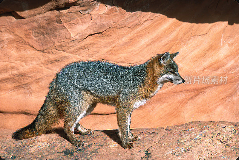 灰狐(Urocyon cinereogenteus)，或灰狐，是犬科的杂食性哺乳动物，广泛分布于北美和中美洲。冬天下雪了。犹他州